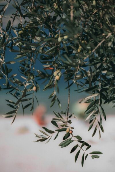 Olive Oil, Chianti, Tuscany