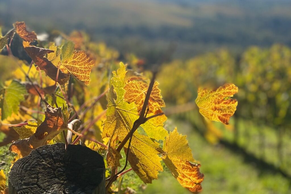 Vineyards at Brolio